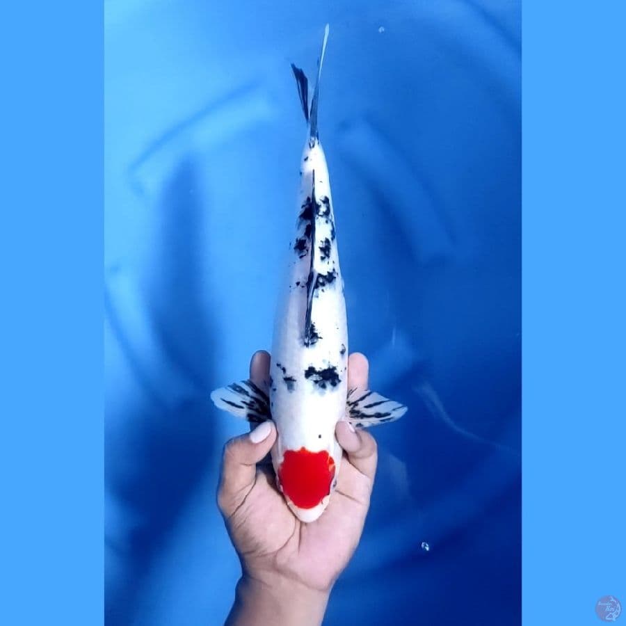 33CM # TANCHO SANKE - M
