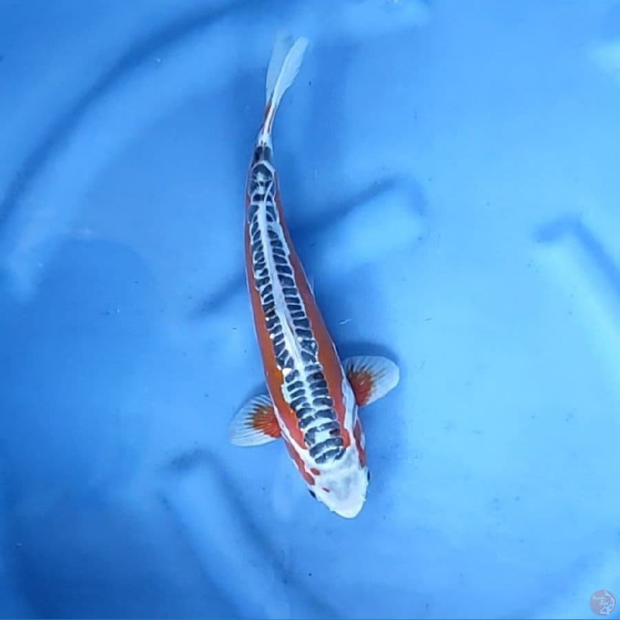 31CM # HANA AHUSUI - M