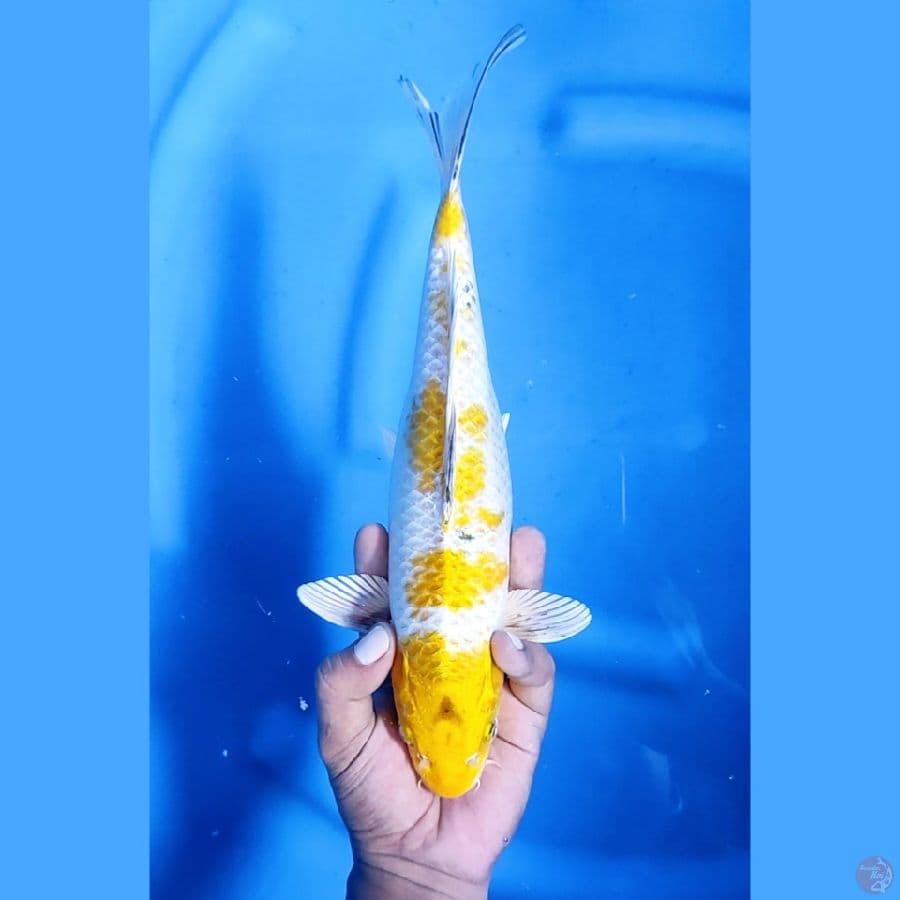 32CM # KIN KI SHOWA - F