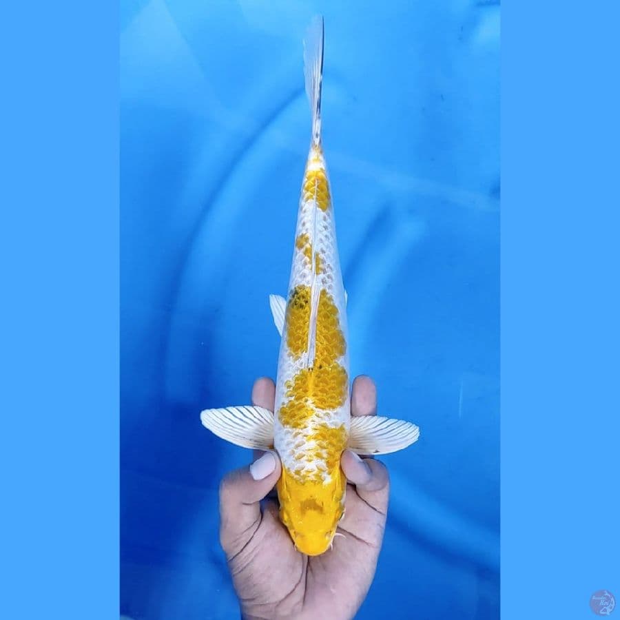 31CM # KIN KI SHOWA STEP - M