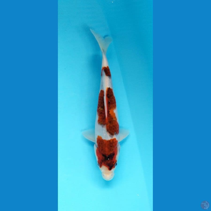 Ai goromo 25cm