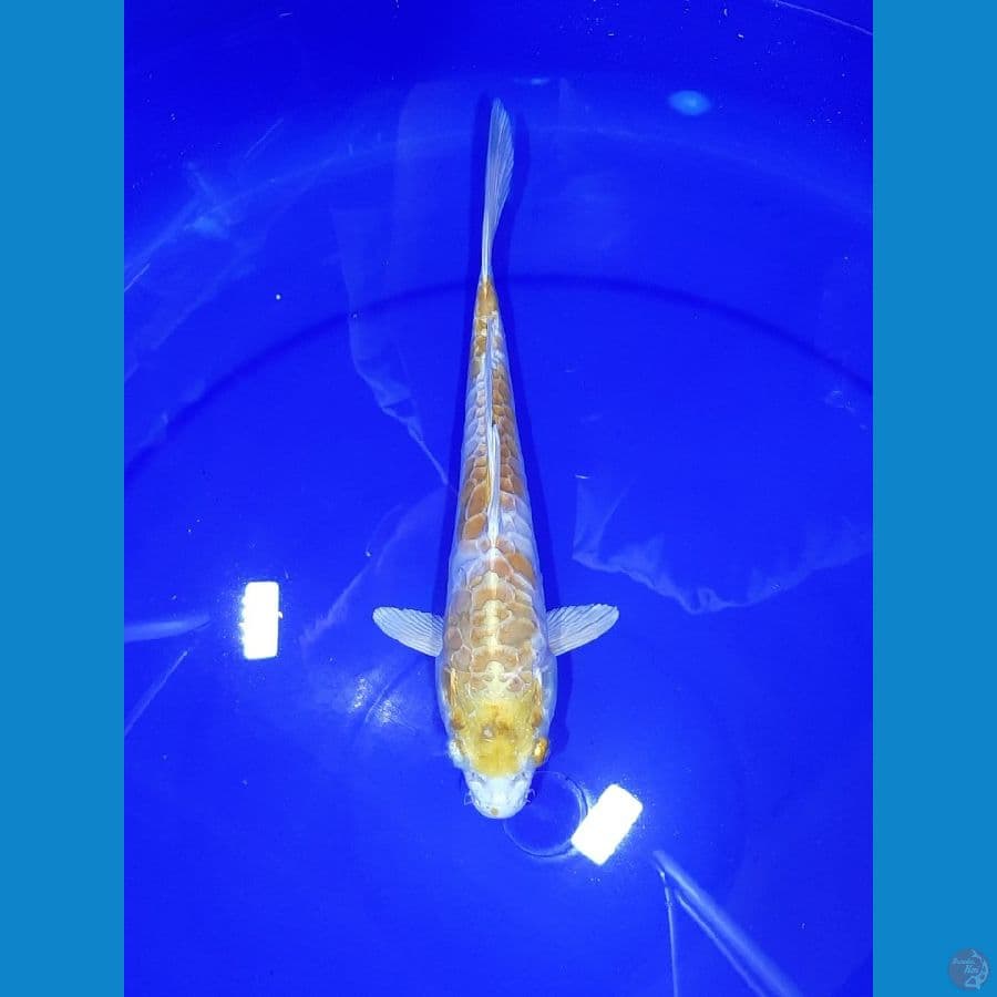 Hariwake Aragoke 25CM