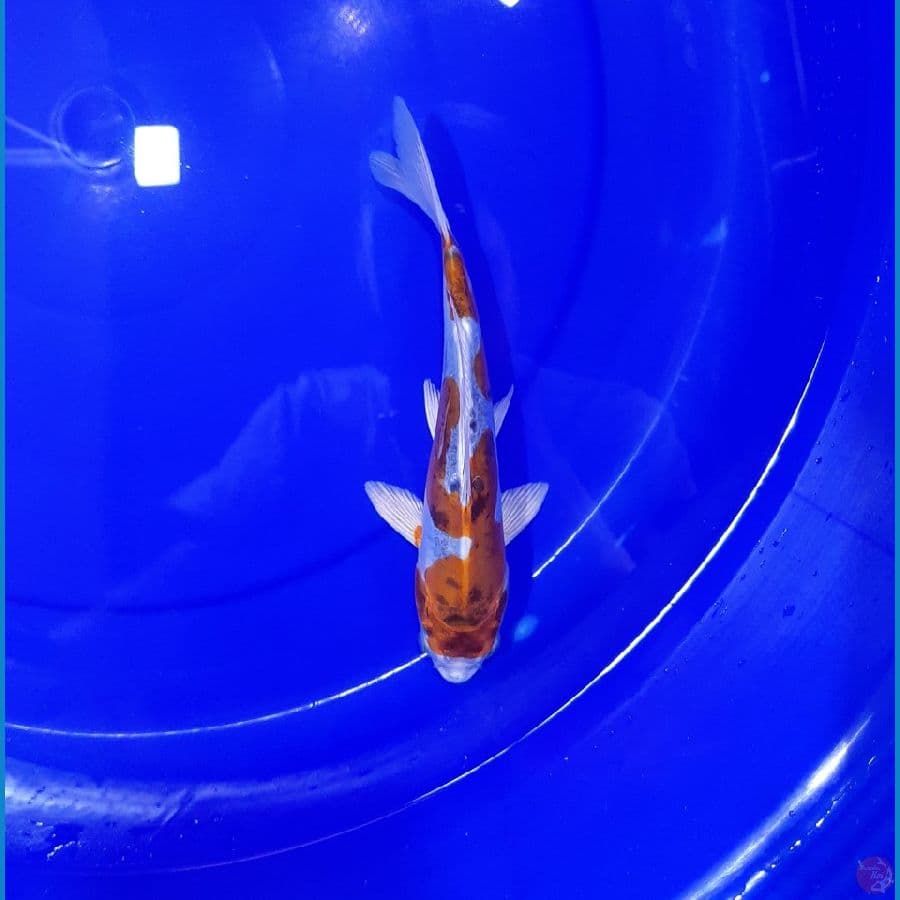 Kikoryu 24CM