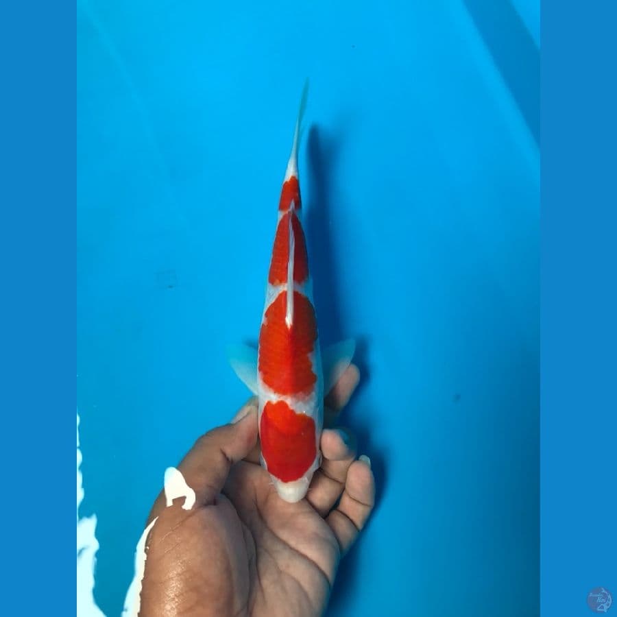 26cm male original