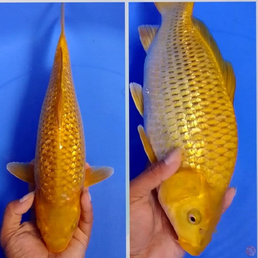 CAGOI GINDRIN PUNUK 36CM