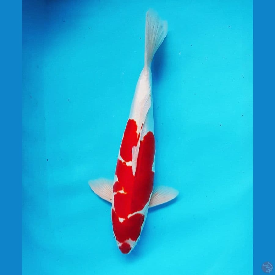 KOHAKU KUCHIBENI ~ 41cm ~ STRONG