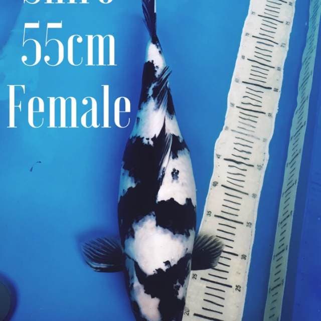 Shiro 55cm Female Super bulky