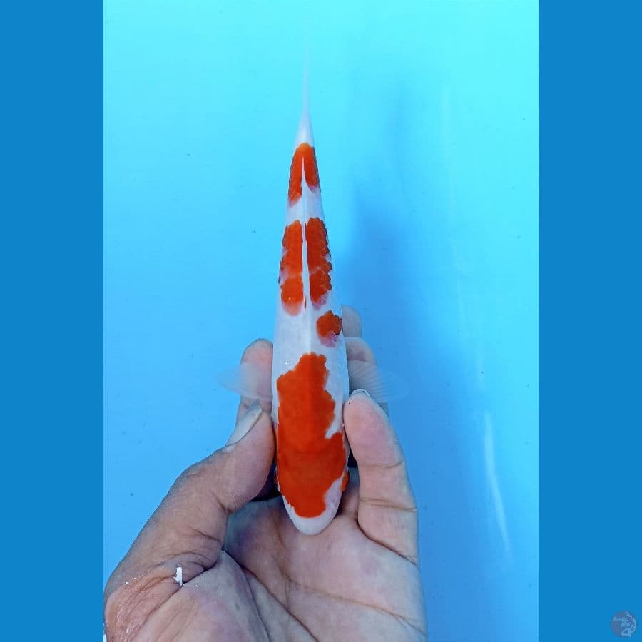 kohaku 18cm
