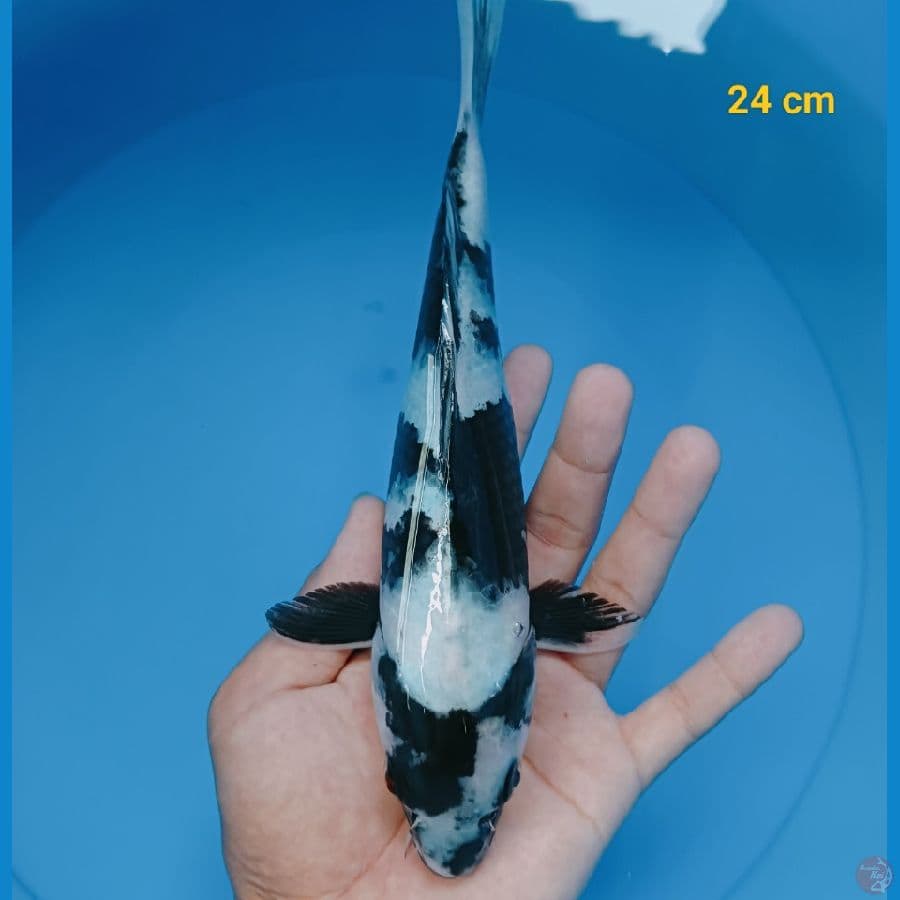 SQ shiro 24 cm