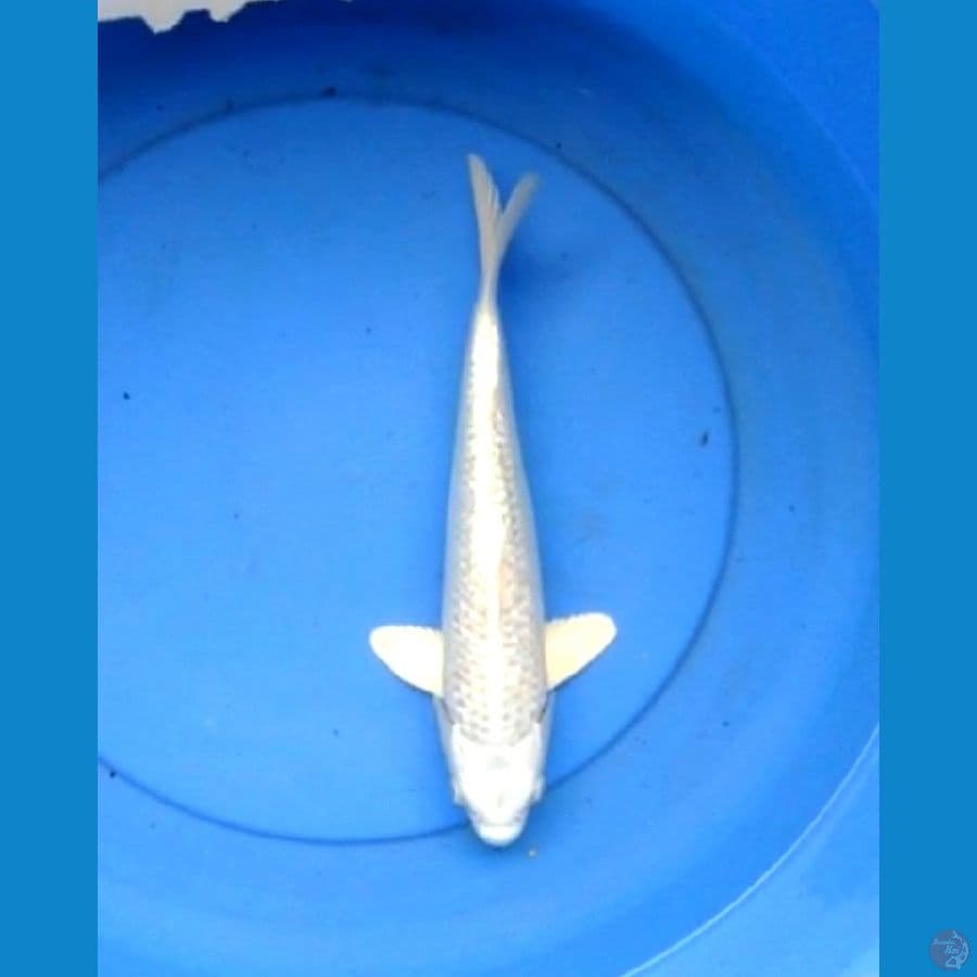 Platinum ginrin putih bersih 32 cm