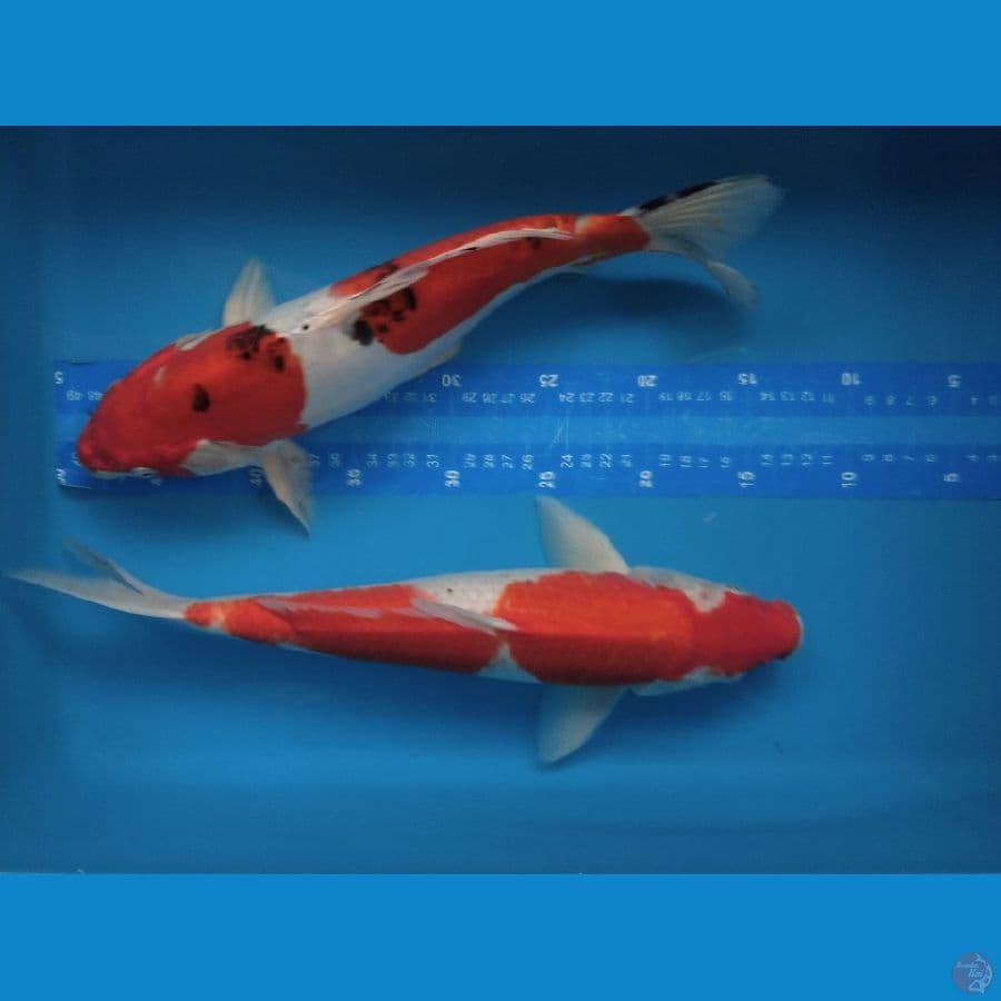 sankhe 2 ekor jantan dan betina 40cm