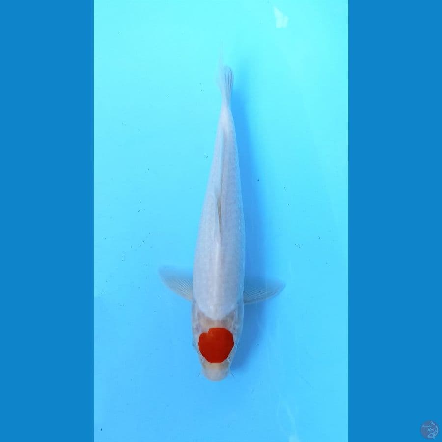 Tancho 25cm