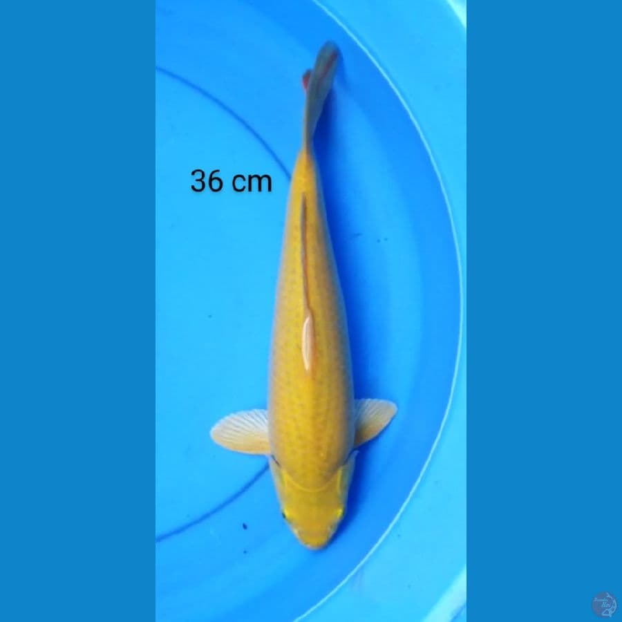 karashi punuk 36 cm