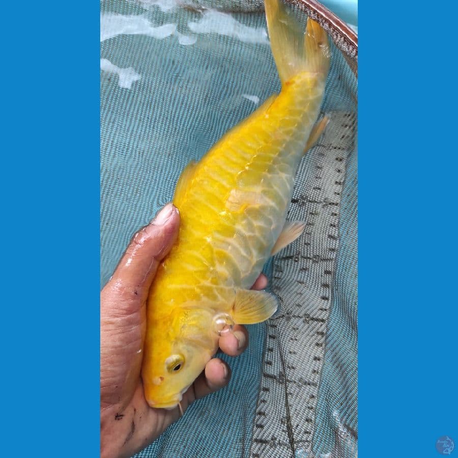 25cm karasi naga