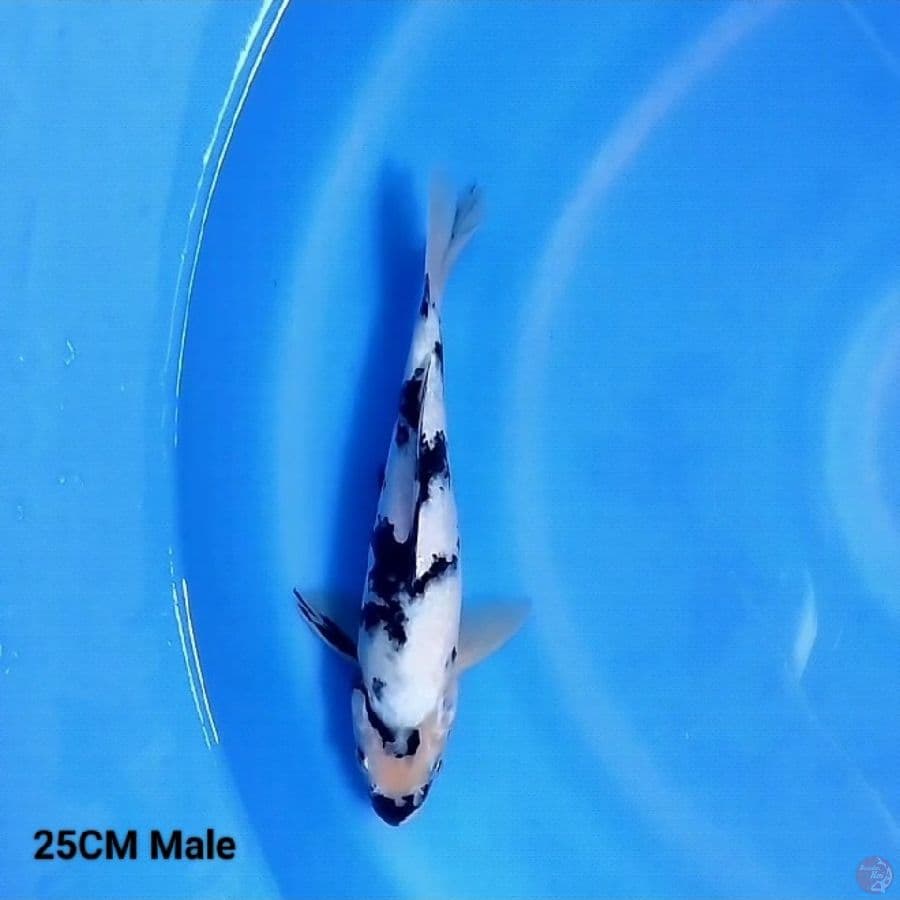 Bahan Keep Shiro 25CM Male
