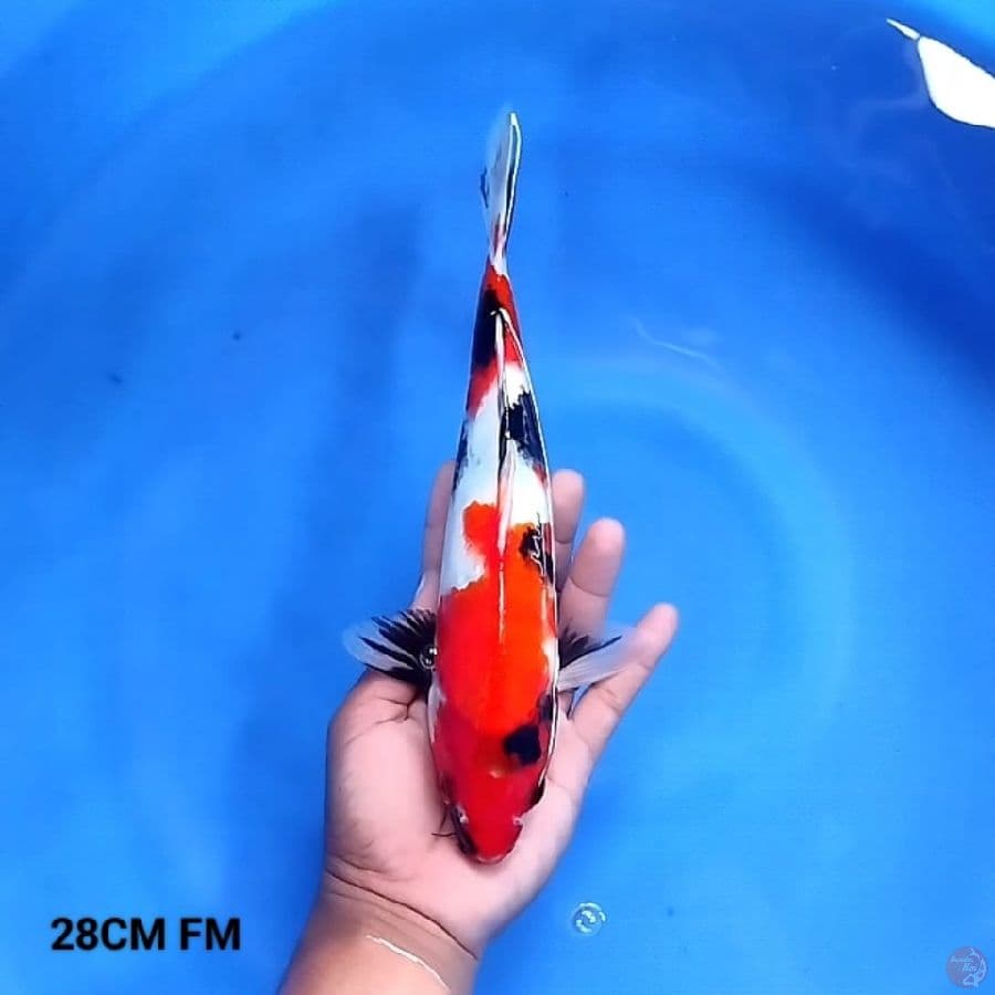 Showa 28CM FM