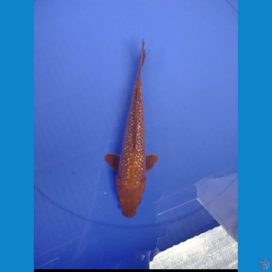 CAGHOI GINRIN 21CM RAPET