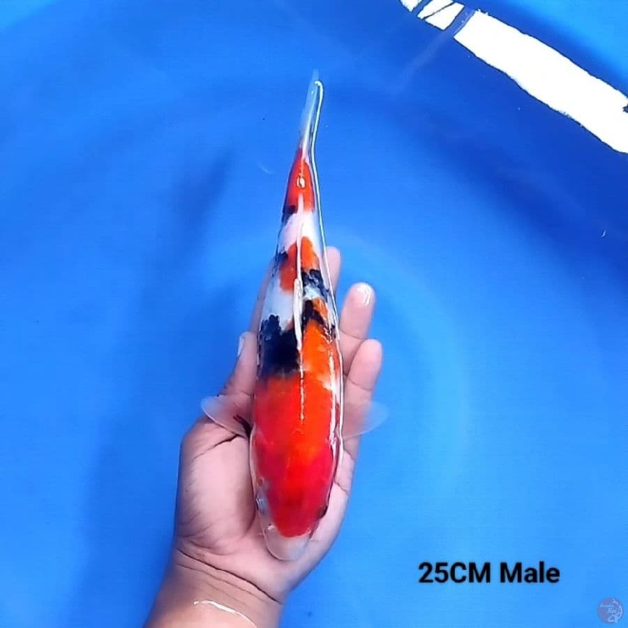 Showa 25Cm male