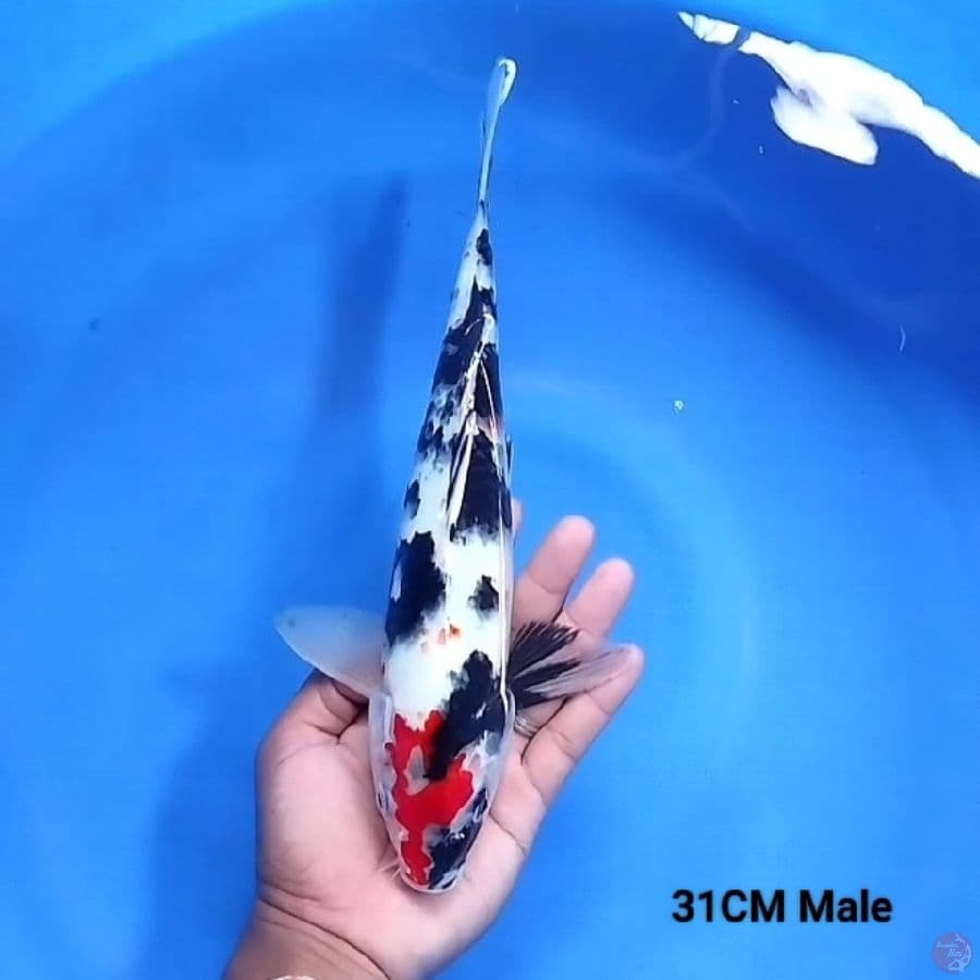 Tancho Showa 31Cm Male