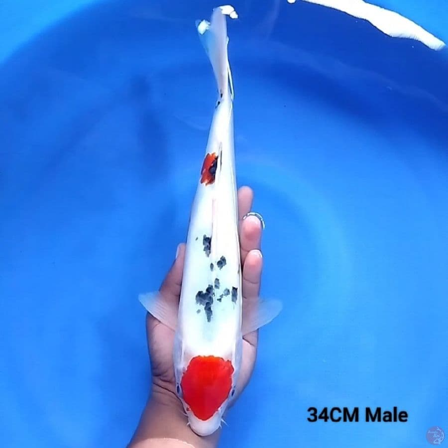 Tancho Sanke 34Cm Male
