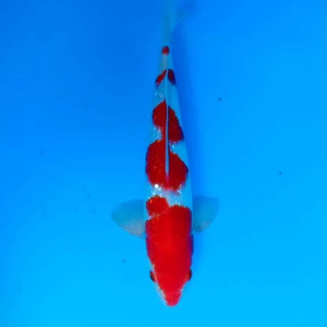 Kohaku Ginrin
