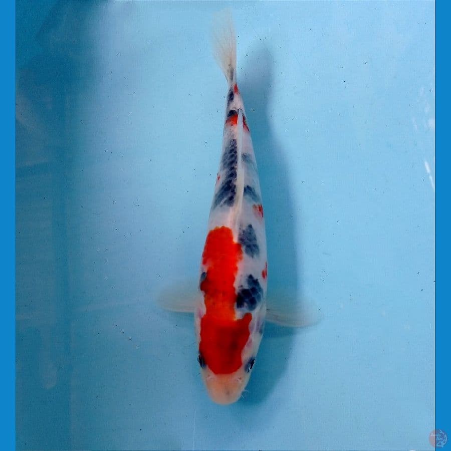showa 20 cm