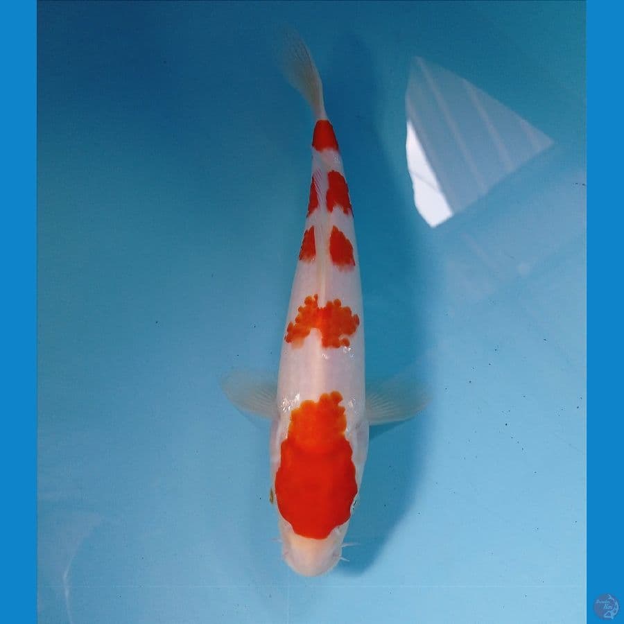 kohaku 26 cm