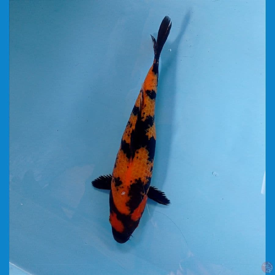 utsuri 23 cm