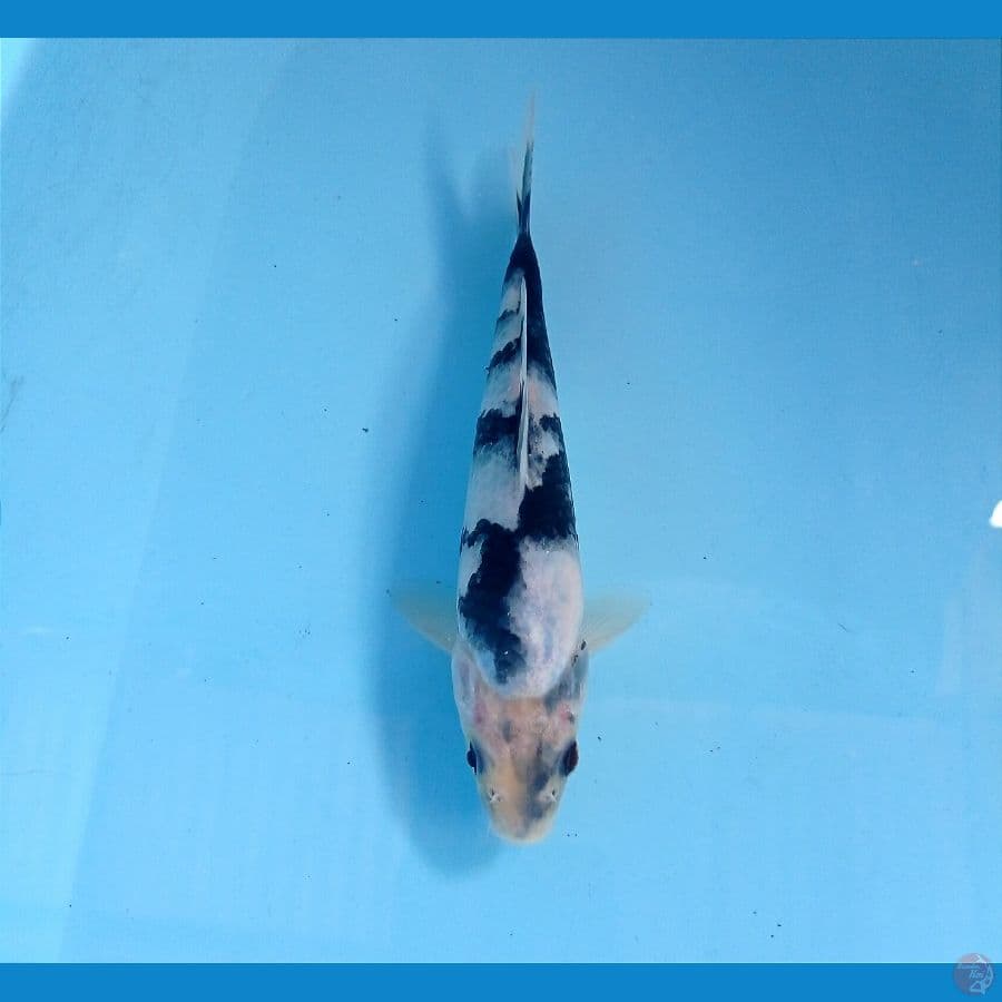 shiro 17 cm