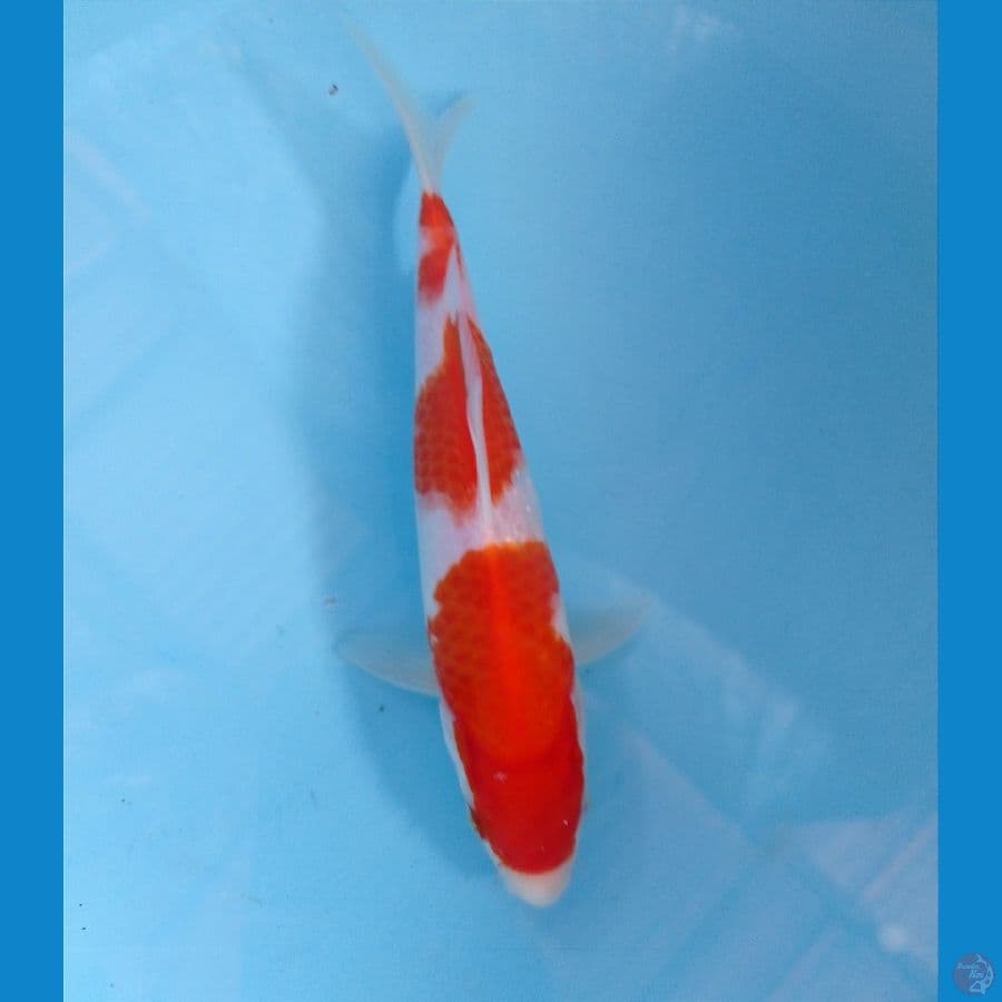 kohaku 20 cm