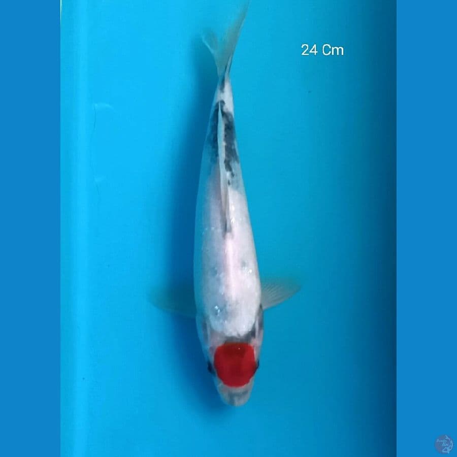 Tancho Showa 24 Cm