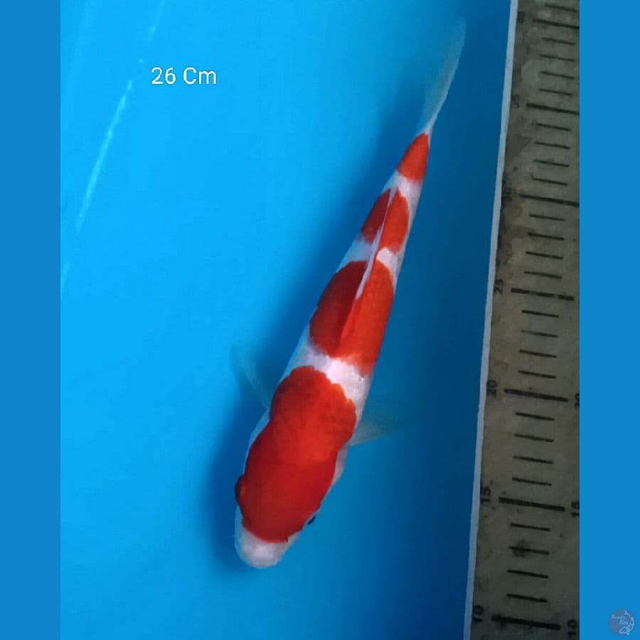 Ai Goromo 26 Cm