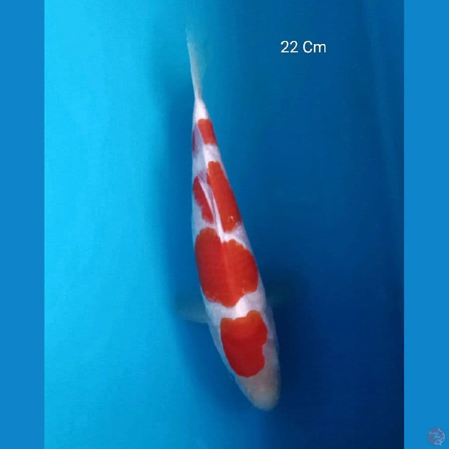 Kohaku 22 Cm