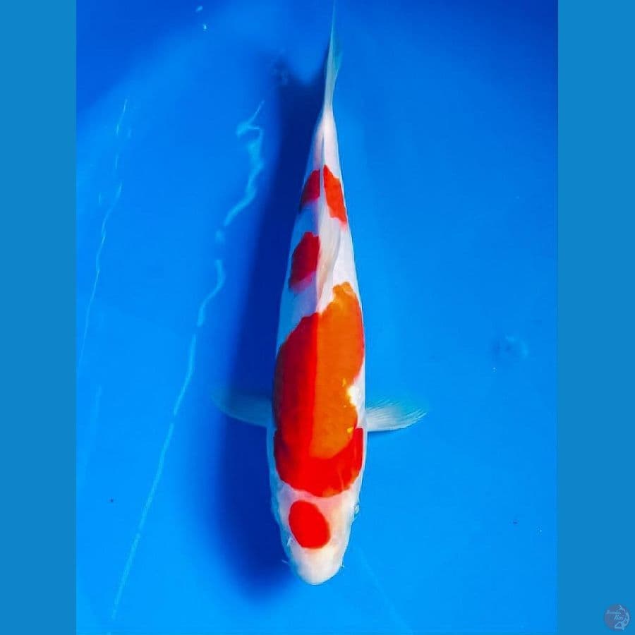 maruten kohaku 28cm