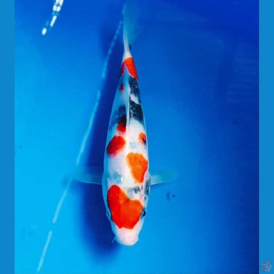showa 23cm