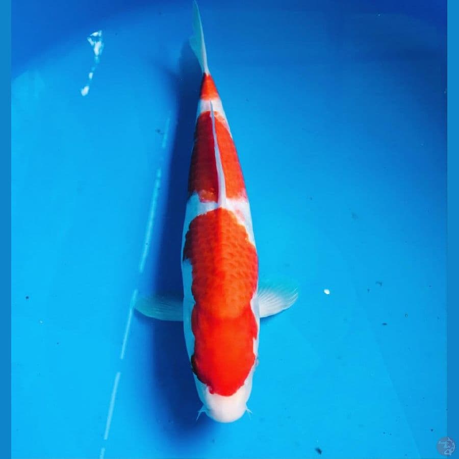 kohaku 29cm