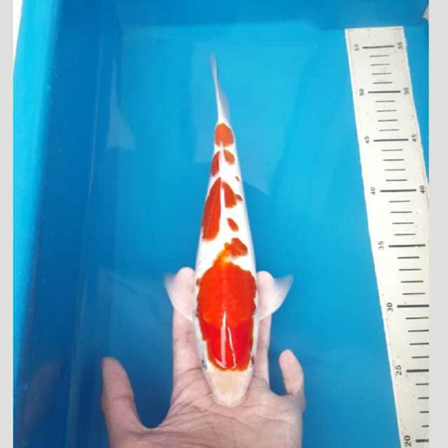 kohaku sakura 30cm