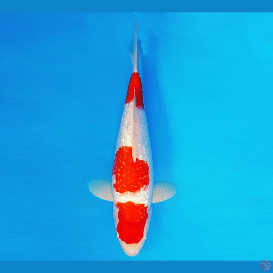 KENZEI 9 ~ Kohaku Gin Rin 35 cm/fm ™