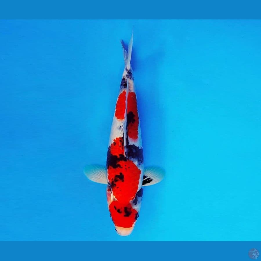 KENZEI 10 ~ Showa Evolution 29 cm/male ™