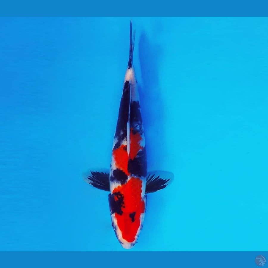 KENZEI 11 ~ Showa Evolution 22 cm/male ™