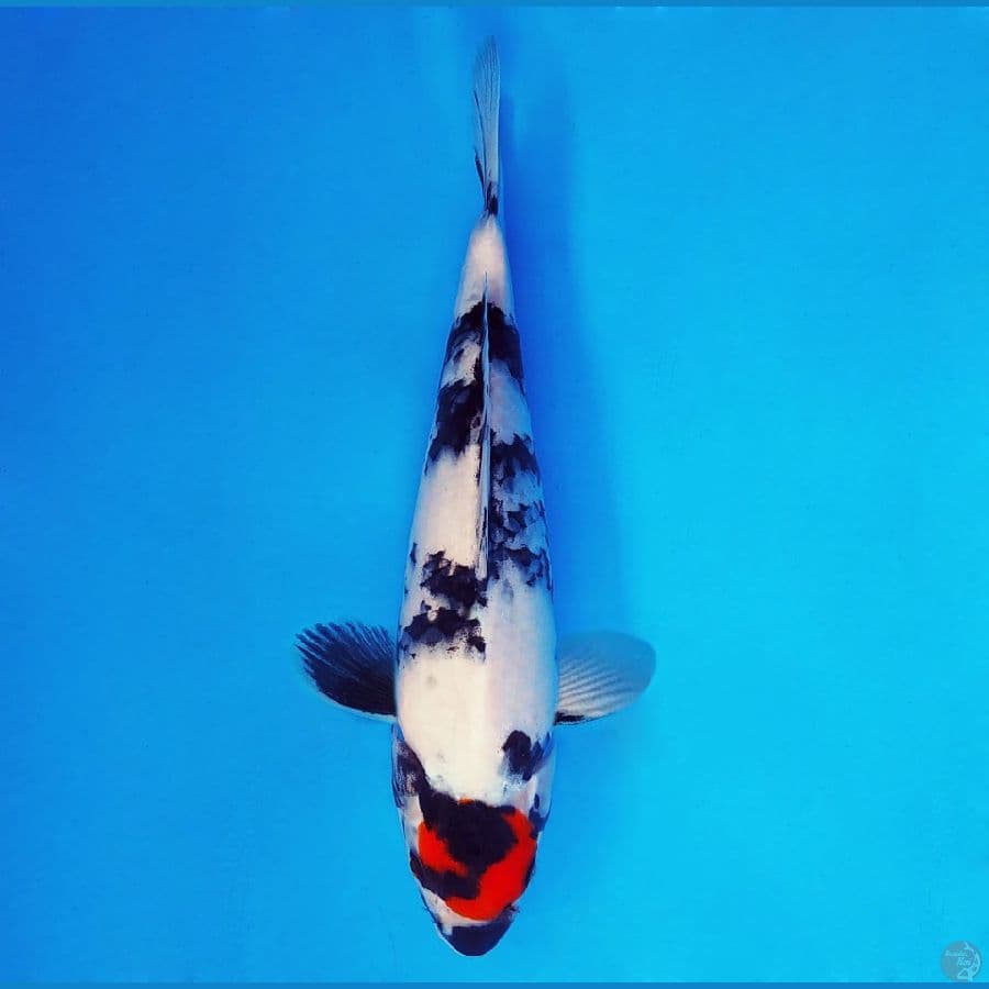 KENZEI 14 ~ Tancho Showa 29 cm/fm ™