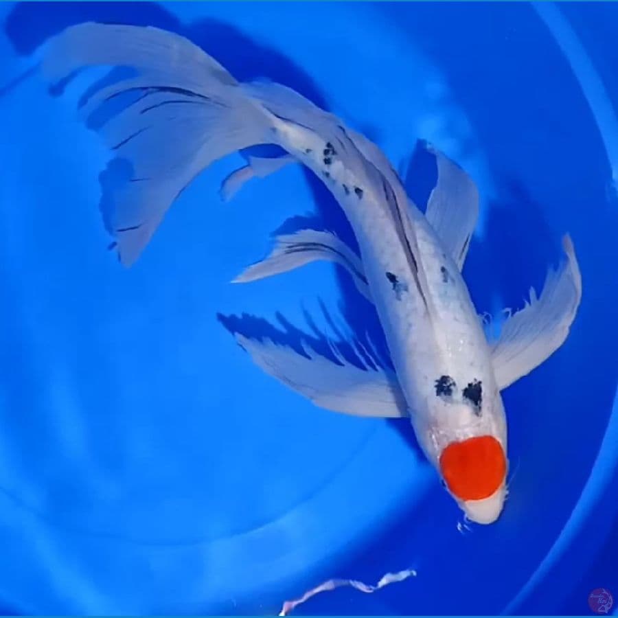 KUMPAY TANCHO SANKE TATHEGOI 48CM/MALE
