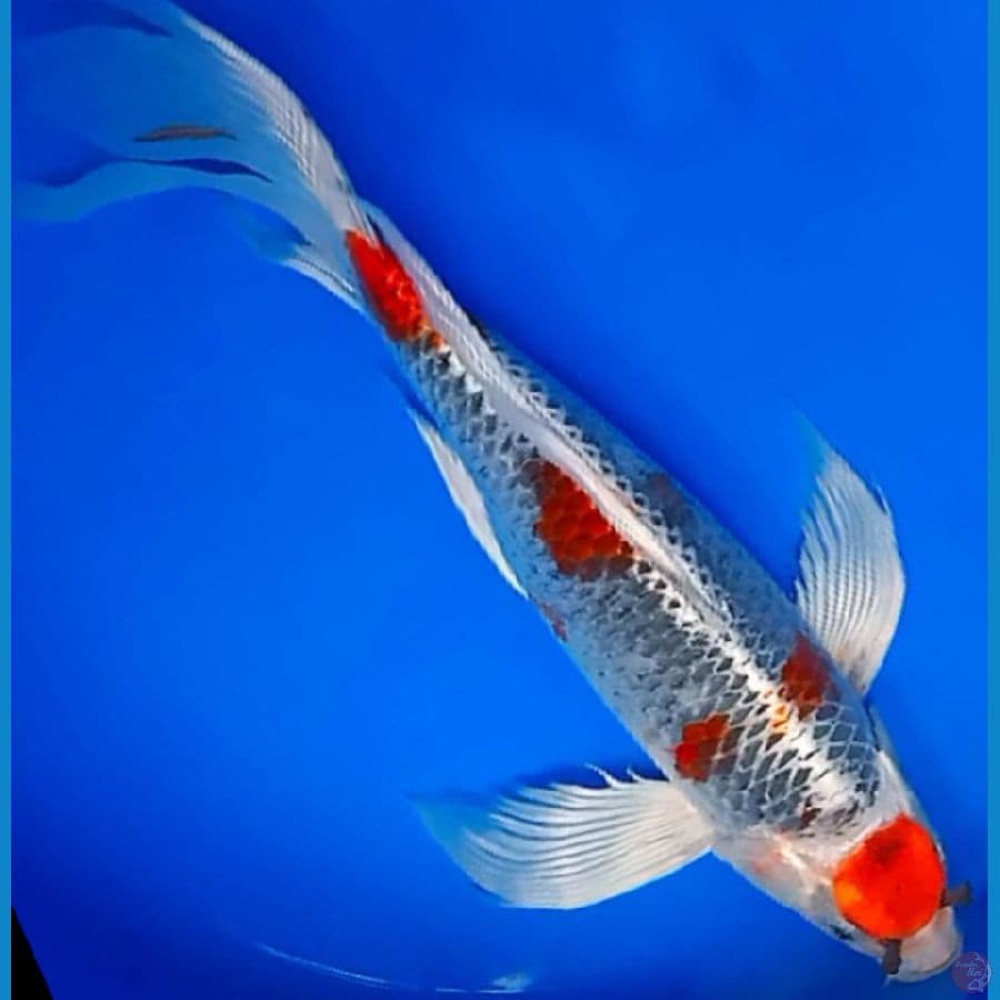 KUMPAY MARUTEN KUJAKU 46CM/MALE