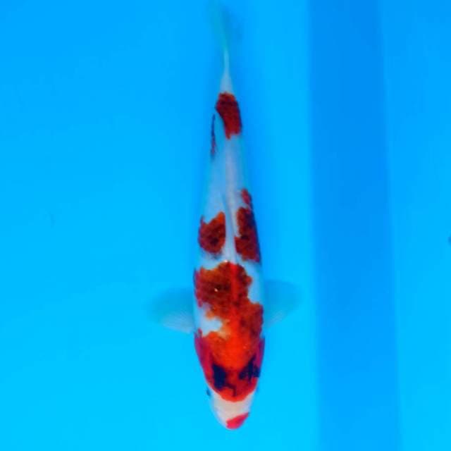 Ai Goromo