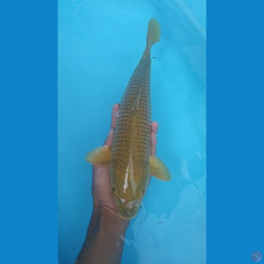 37cm Midorigoi M