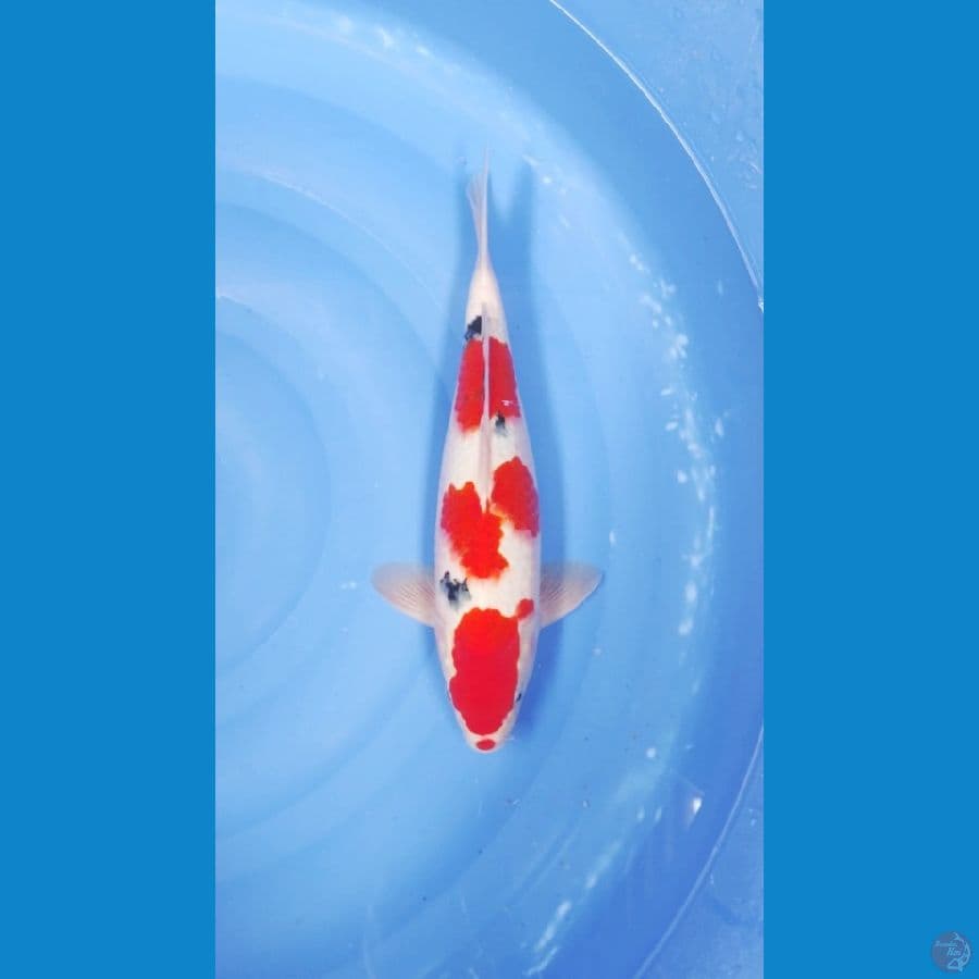 38 CM - SUBOSUMI CAKEP