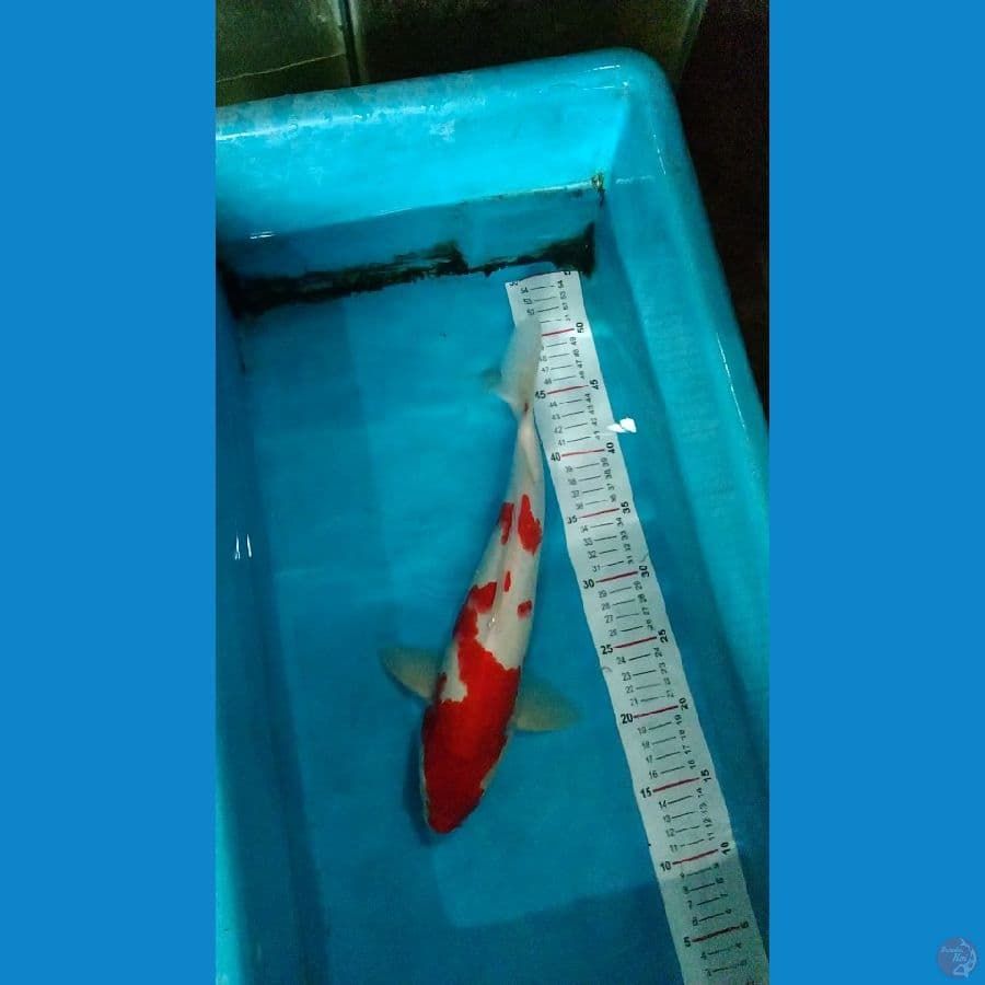 37cm Kohaku F