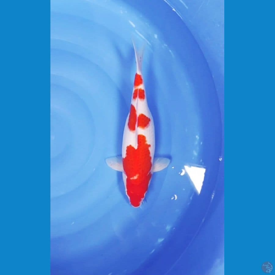 38 CM - MENKABURI 2 CAKEP