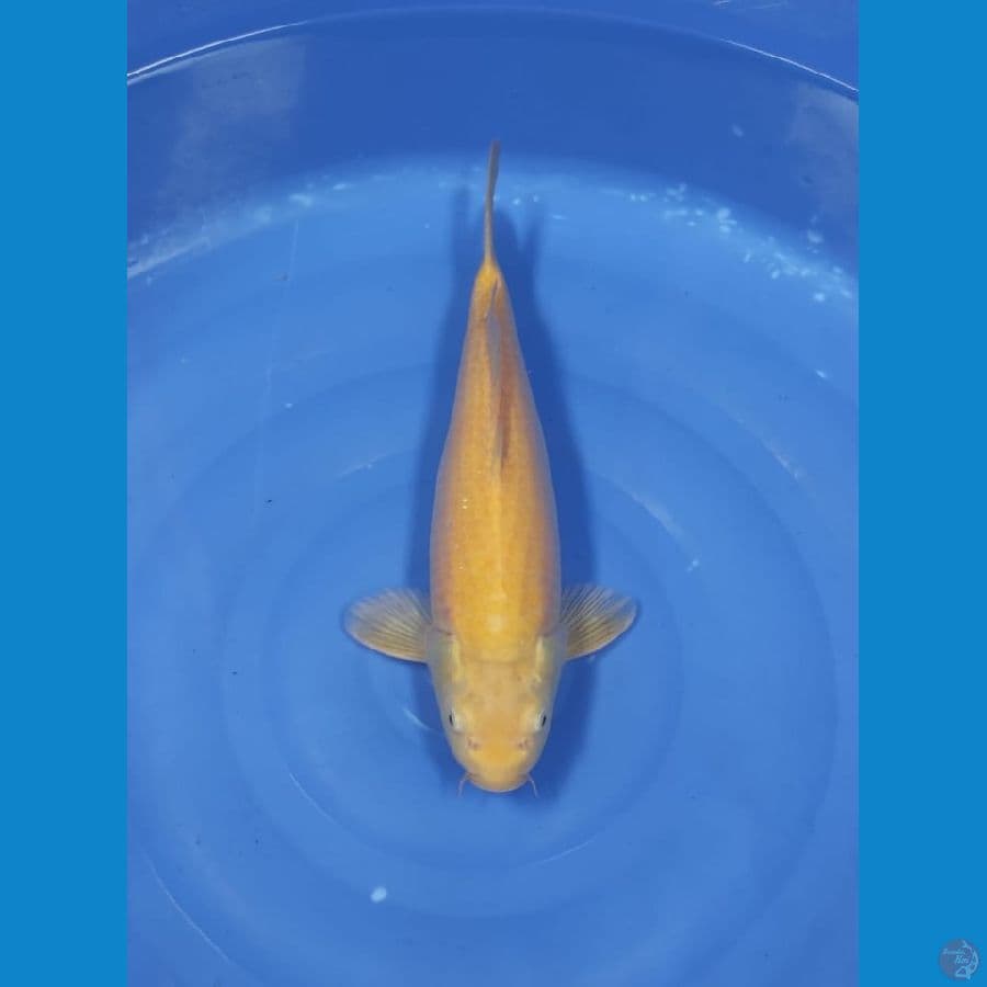 Asahi_π£ KARASI 52cm BU