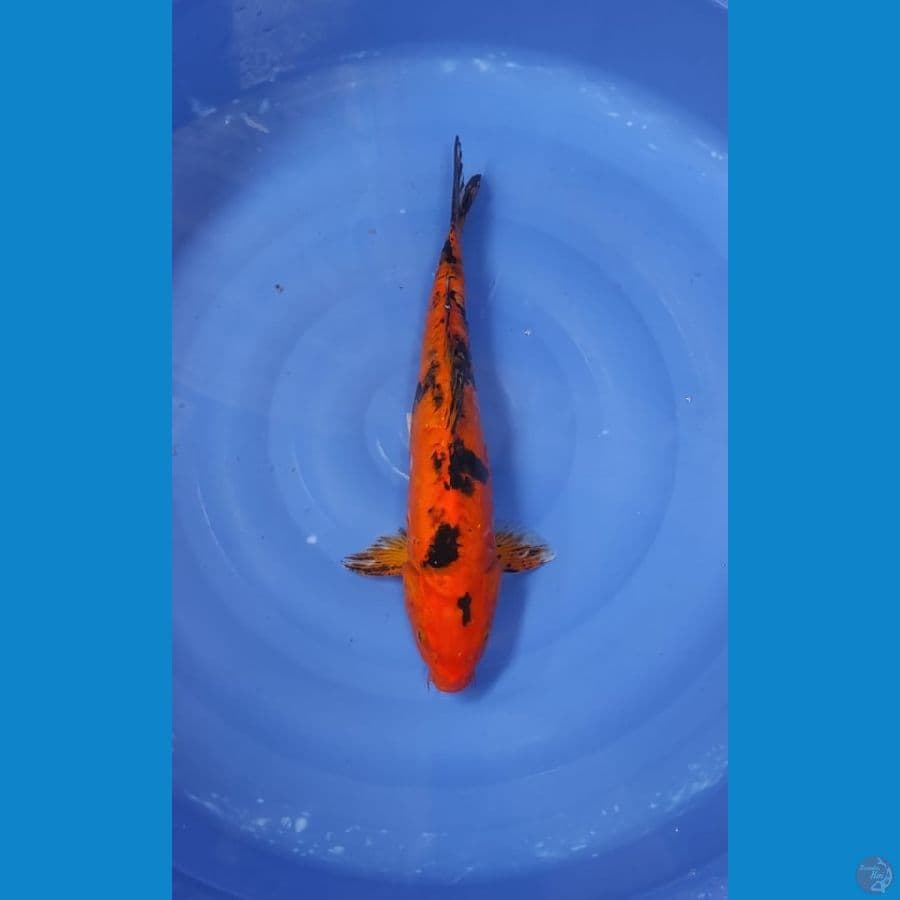 Asahi_π£ AKA SANKE 50cm BU